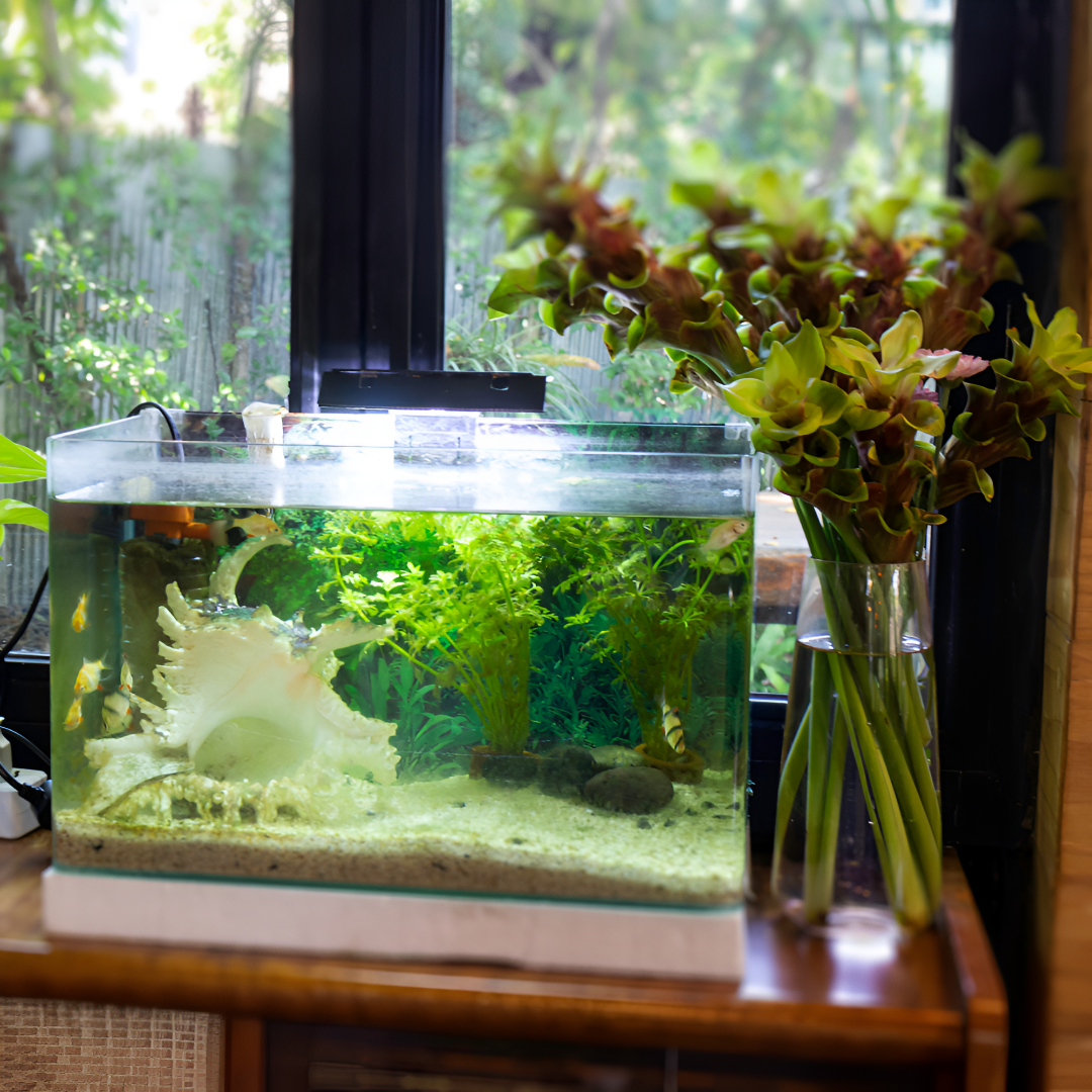 Underwater Worlds: Must-Have Fish Accessories